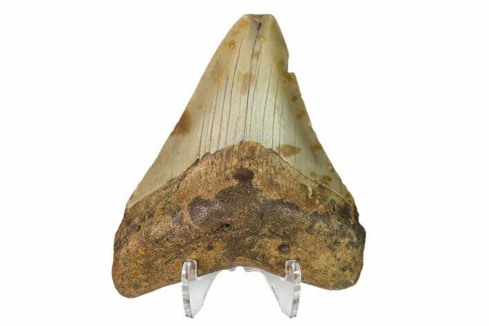Bargain, Fossil Megalodon Tooth - North Carolina #152992